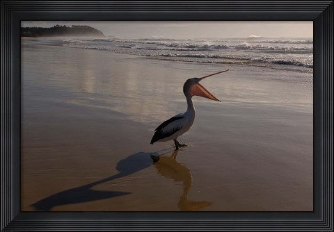 Framed Australian pelican bird on the beach, Stradbroke Island, Australia Print