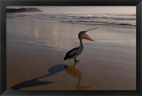 Framed Australian pelican bird on the beach, Stradbroke Island, Australia Print