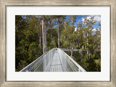 Framed AirWalk, Paths, Tahune Forest, Tasmania, Australia Print