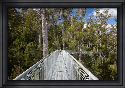 Framed AirWalk, Paths, Tahune Forest, Tasmania, Australia Print