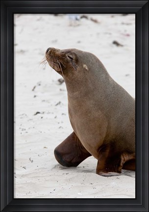 Framed Australian Sea Lion, Kangaroo Island, Australia Print