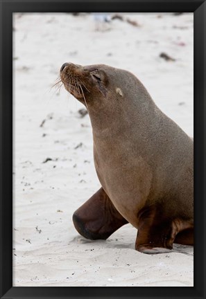 Framed Australian Sea Lion, Kangaroo Island, Australia Print