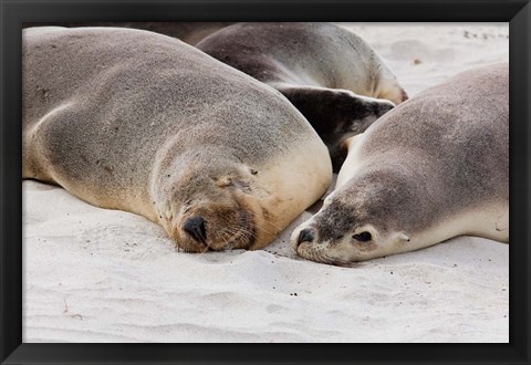 Framed Australian Sea Lion, Kangaroo Island, South Australia Print