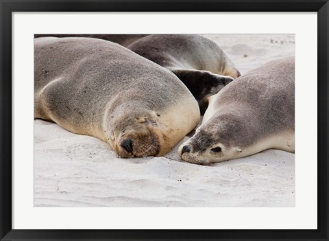Framed Australian Sea Lion, Kangaroo Island, South Australia Print