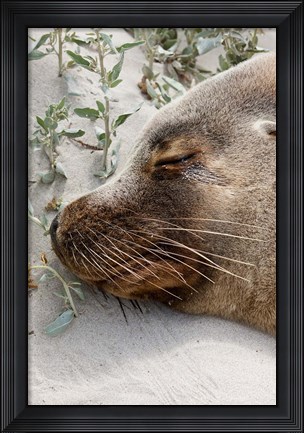 Framed Australian Sea Lion, Seal Bay Conservation Park,  South Australia Print