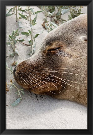 Framed Australian Sea Lion, Seal Bay Conservation Park,  South Australia Print