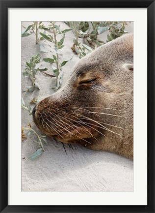 Framed Australian Sea Lion, Seal Bay Conservation Park,  South Australia Print