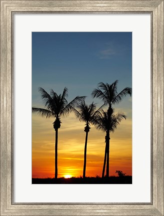 Framed Beach, Palm trees, Mindil Beach, Darwin, Australia Print