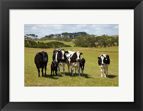 Framed Cows, Farmland, Marrawah, Tasmania, Australia Print