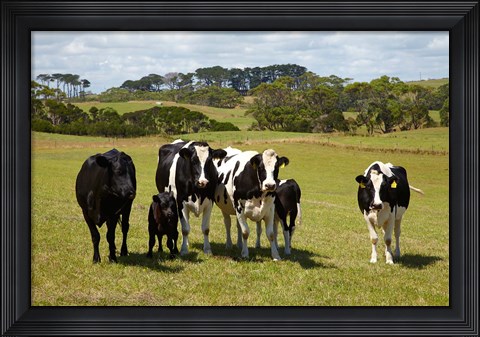 Framed Cows, Farmland, Marrawah, Tasmania, Australia Print