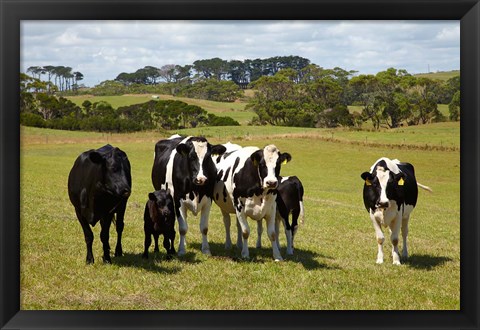 Framed Cows, Farmland, Marrawah, Tasmania, Australia Print