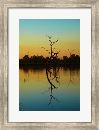 Framed Dead trees, Lily Creek Lagoon, Lake Kununurra, Australia Print