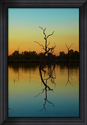 Framed Dead trees, Lily Creek Lagoon, Lake Kununurra, Australia Print