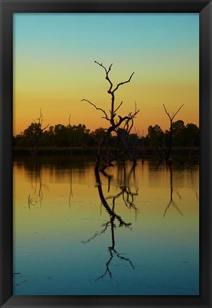 Framed Dead trees, Lily Creek Lagoon, Lake Kununurra, Australia Print