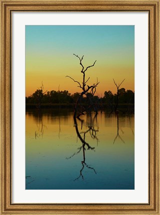 Framed Dead trees, Lily Creek Lagoon, Lake Kununurra, Australia Print