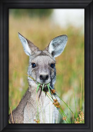 Framed Eastern grey kangaroo eating, Australia Print