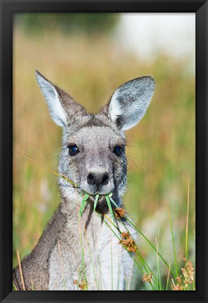 Framed Eastern grey kangaroo eating, Australia Print