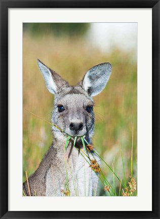 Framed Eastern grey kangaroo eating, Australia Print