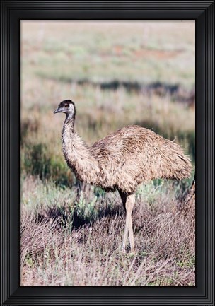 Framed Emu wildlife, Australia Print