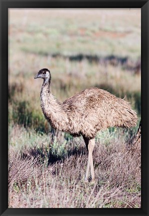 Framed Emu wildlife, Australia Print