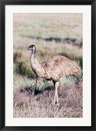 Framed Emu wildlife, Australia Print