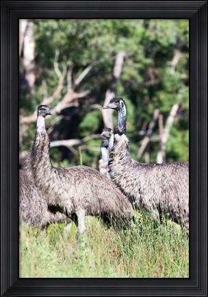 Framed Emu wildlife, Victoria, Australia Print