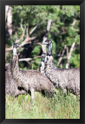 Framed Emu wildlife, Victoria, Australia Print