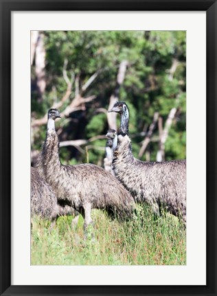 Framed Emu wildlife, Victoria, Australia Print