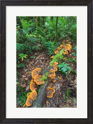 Framed Eucalyptus forest with epiphytes, Great Otway National Park, Victoria, Australia Print