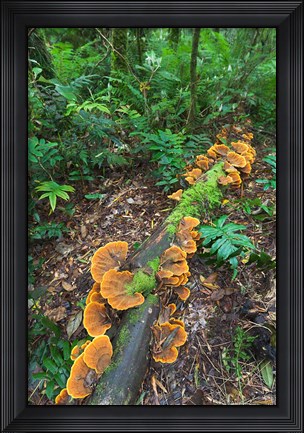 Framed Eucalyptus forest with epiphytes, Great Otway National Park, Victoria, Australia Print