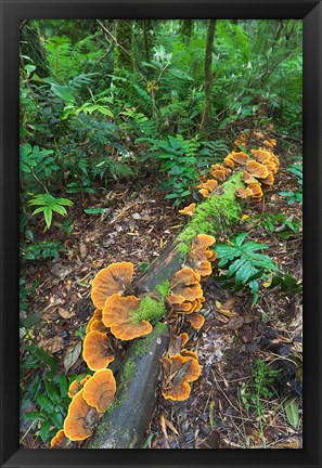 Framed Eucalyptus forest with epiphytes, Great Otway National Park, Victoria, Australia Print