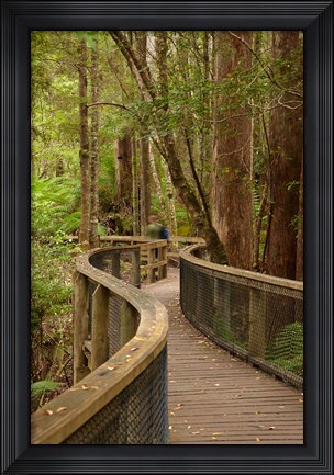 Framed Footpath Through Forest to Newdegate Cave, Tasmania, Australia Print