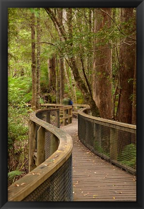 Framed Footpath Through Forest to Newdegate Cave, Tasmania, Australia Print
