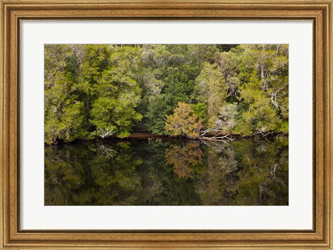 Framed Forest, Gordon Wild Rivers National Park, Australia Print