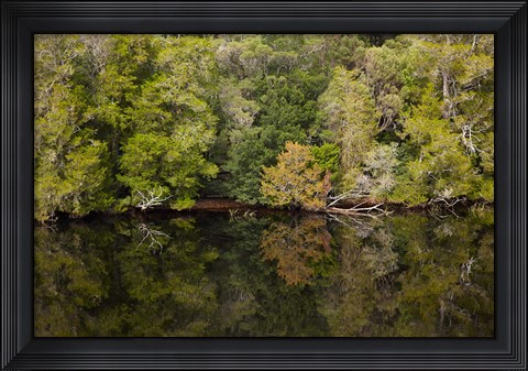 Framed Forest, Gordon Wild Rivers National Park, Australia Print