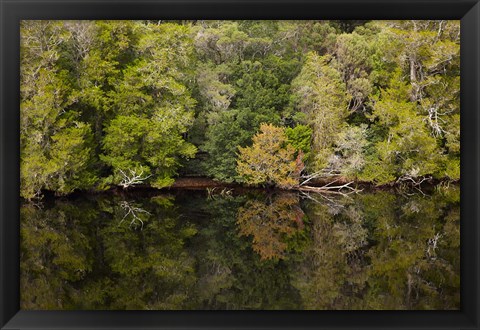 Framed Forest, Gordon Wild Rivers National Park, Australia Print