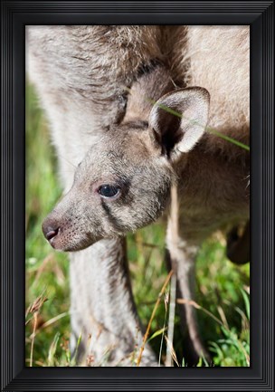 Framed Head of Eastern grey kangaroo, Australia Print