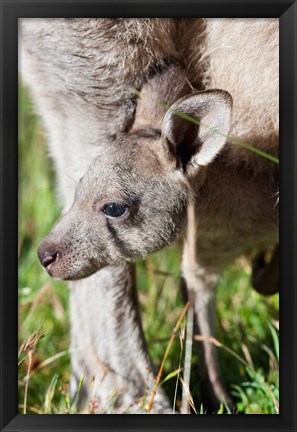 Framed Head of Eastern grey kangaroo, Australia Print