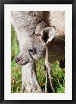 Framed Head of Eastern grey kangaroo, Australia Print