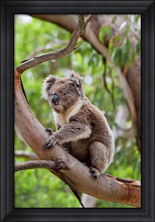 Framed Koala wildlife in tree, Australia Print