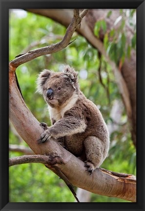Framed Koala wildlife in tree, Australia Print