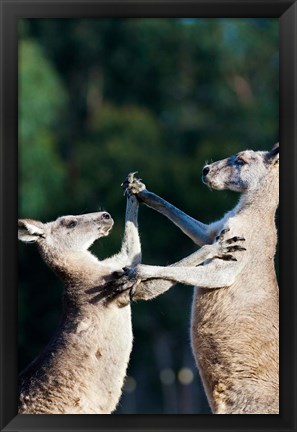 Framed Pair of Eastern grey kangaroo, Australia Print