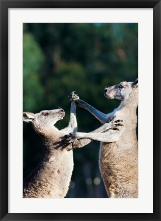 Framed Pair of Eastern grey kangaroo, Australia Print