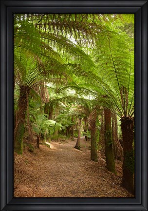Framed Path to St Columba Falls State Reserve, Australia Print