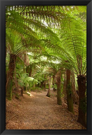 Framed Path to St Columba Falls State Reserve, Australia Print