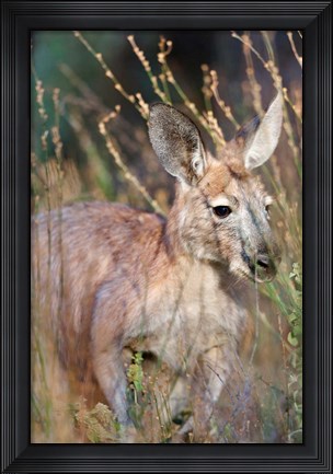 Framed Red kangaroo (Macropus rufus), Australia Print