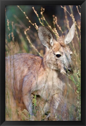 Framed Red kangaroo (Macropus rufus), Australia Print