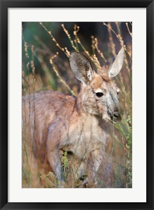 Framed Red kangaroo (Macropus rufus), Australia Print
