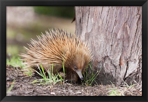 Framed Short-beaked Echidna wildlife, Australia Print