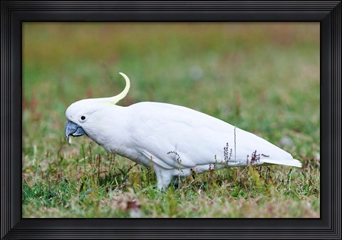 Framed Sulfur-crested Cockatoo bird, Australia Print